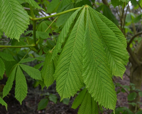 Junges Kastanienlaub nach der Blüte