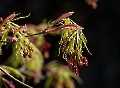 Japanischer Fächerahorn blüht zwischen April und Mai 