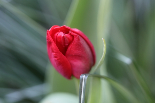 Noch am Aufgehen ist diese Tulpe, ein zaghaftes Öffnen