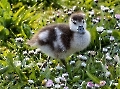 So viele Gänseblümchen..da freut sich die kleine Nilgans