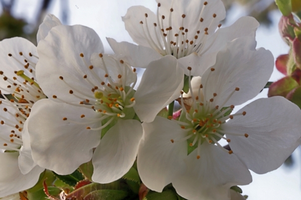 Frühlingsboten