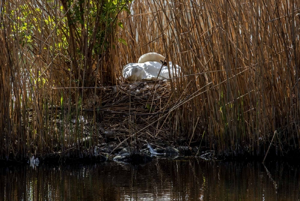 Schwäne wechseln sich beim brüten ab denn das dauert 5 bis 6 Wochen