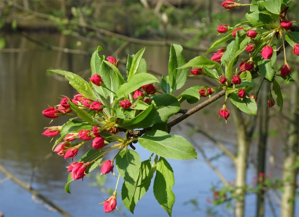 nur Blüten