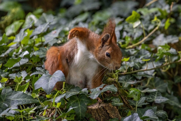 Das Ist Dickbackes Liebhaber (der geht es übrigens halbwegs gut) der sich durchs Efeu anschleichen wollte. Doch da gibt es eben auch die lästigen Krabbeltiere.