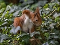 Das Ist Dickbackes Liebhaber (der geht es übrigens halbwegs gut) der sich durchs Efeu anschleichen wollte. Doch da gibt es eben auch die lästigen Krabbeltiere.