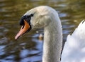 Jetzt gehen die auf alles los was sich in Nest Nähe bewegt. Die armen Gänse dürfen nicht einmal mehr aus  dem See trinken.