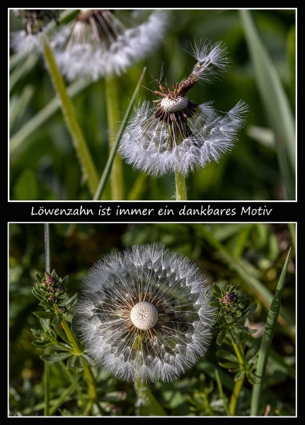 Pusteblume