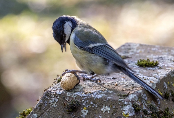 Die hackt wie wild auf die Erdnuss ein und bekommt diese auch auf