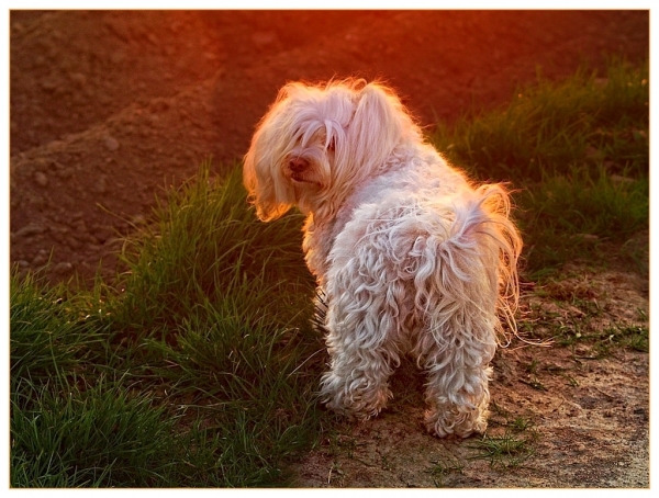 Buffy im Abendsonnen Licht