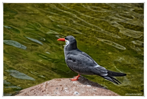 Die Inka Seeschwalbe