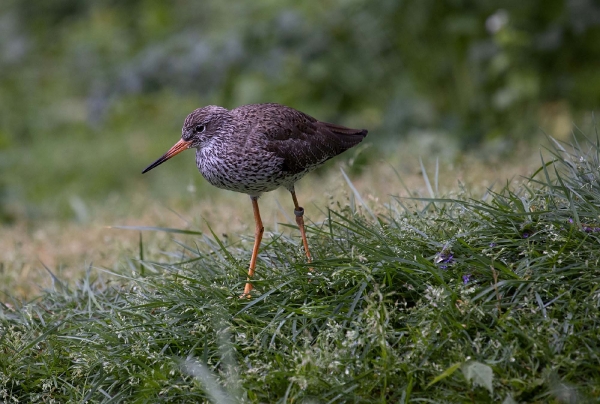 Diesen Rotschenkel habe ich am 30.04.2019 fotografiert da hat es mehr geregnet