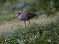 Diesen Rotschenkel habe ich am 30.04.2019 fotografiert da hat es mehr geregnet