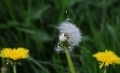 Die Frisur dem Wind angepasst