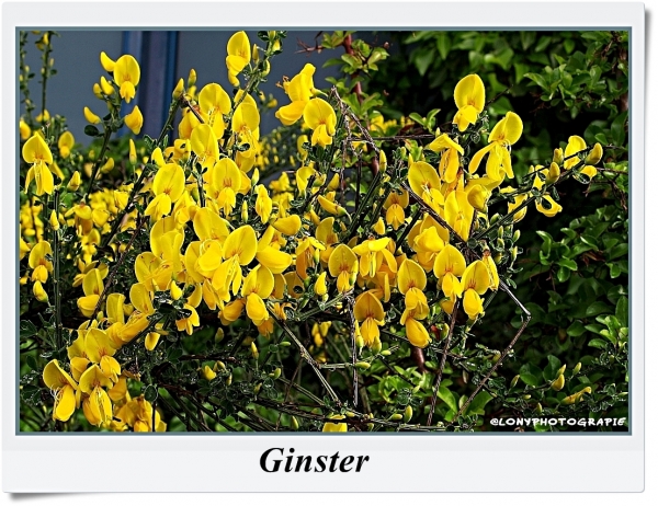 Der Ginster ist wieder in voller Blüte