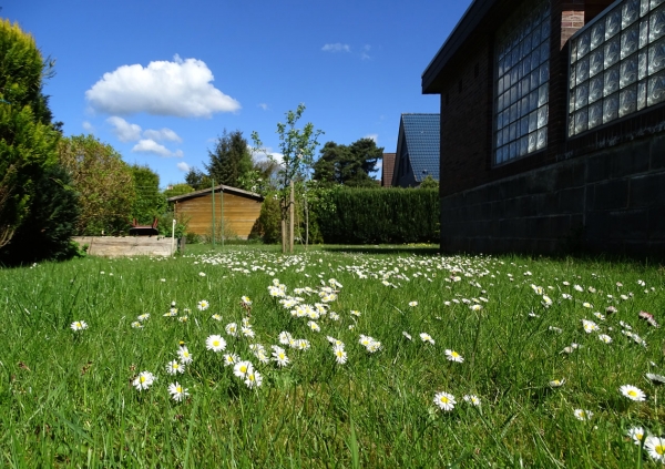 Gänseblumen im Garten