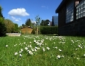 Gänseblumen im Garten