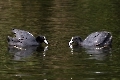 Ich war etwa 3 Stunden lang am See...und genau so lange haben die sich gestritten