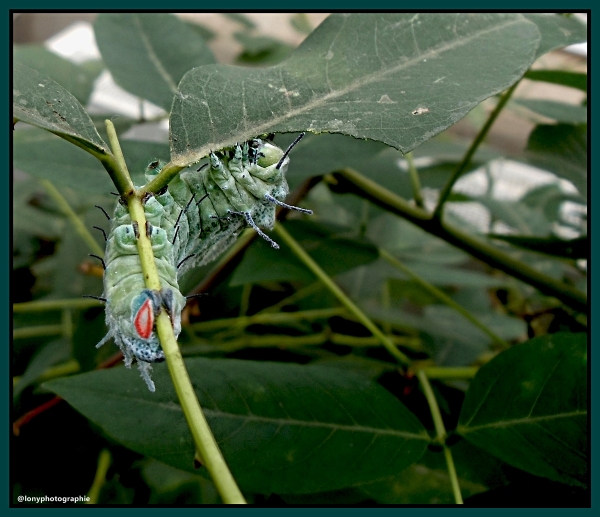 Schmetterlingsraupe