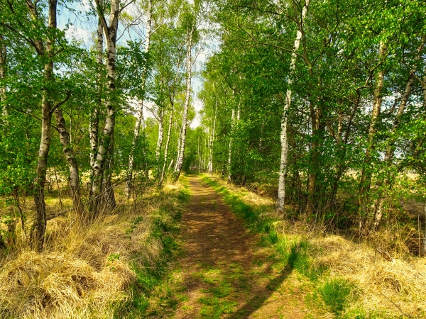 Weg im Duvenstedterbrook HDR