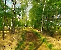 Weg im Duvenstedterbrook HDR