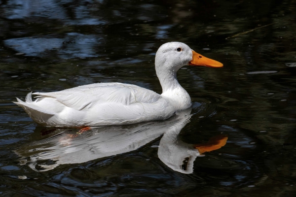 Weise Enten sieht man sonst eher selten