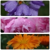 Flowers in the rain