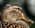 Stockente _ Portrait