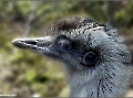 Emu- Portrait