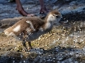 Klein Nilgans beim plantschen.