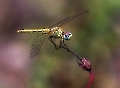 Große Gelbe Libelle (Sympetrum vulgatu) eine die wenigsten sitzen bleibt