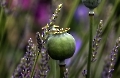 Der Mohn geht und der Lavendel kommt