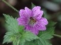 Schwebfliege auf Blume