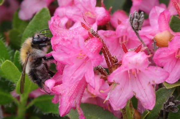 Beliebte Alpenrose im Schwabenland