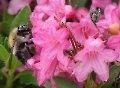 Beliebte Alpenrose im Schwabenland