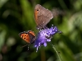 Gedrängel auf der Kornblume