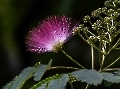 Albizia julibrissin - Seidenbaum-Seidenakazie.