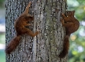 In dem Baum haben sich Käfer versteckt