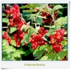 Nun sind auch die Johannesbeeren reif