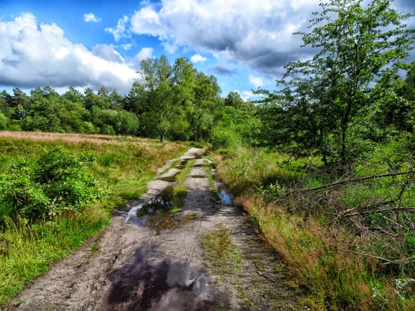 ein Weg ins Wittmoor