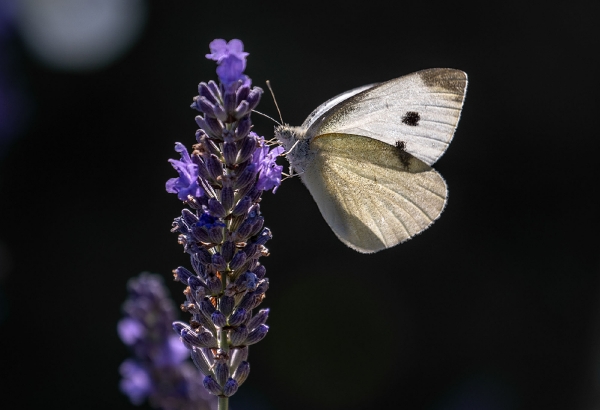 Wenn der Lavendel blüht