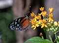 Der Monarch geht meist an gelbe Blüten