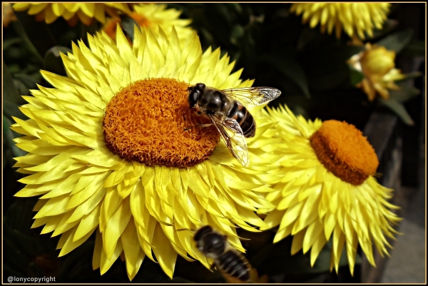 Man nennt sie auch Strohblumen, weil