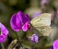 Insekten