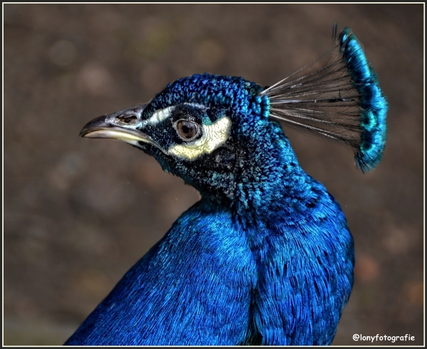 Stolzer Pfau