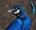 Stolzer Pfau