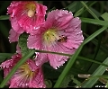 Stockrose mit Besuch