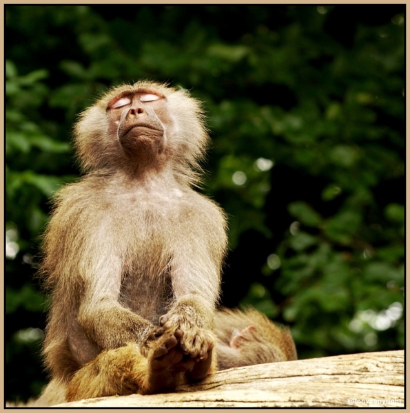 Der Sonnenanbeter vom Krefelder Zoo.