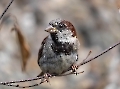 Der Spatz in der Hand