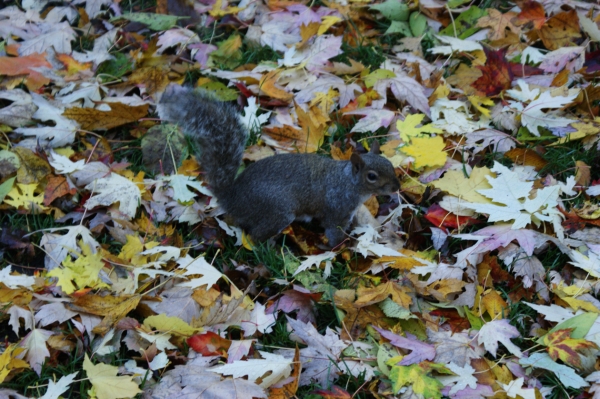 Graues Eichhörnchen in Montral gesehen