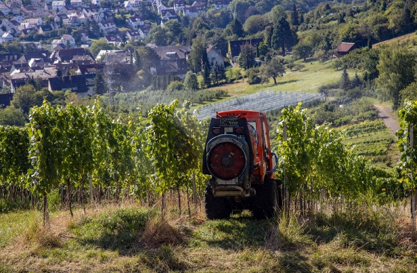 Auch im  Weinbau kann man auf Spritzmittel 